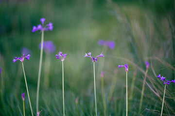 flowers in the field