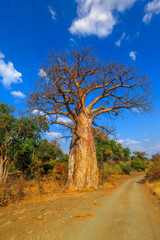 Vertical Baobab tree of Musina Nature Reserve in Dry season, one of the largest collections of baobabs in South Africa. Game drive in Limpopo Game and Nature Reserves. Sunny day blue sky.