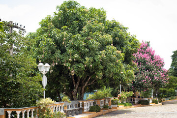 mango tree in the park
