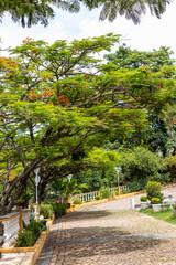 path in the park with flamboyant tree