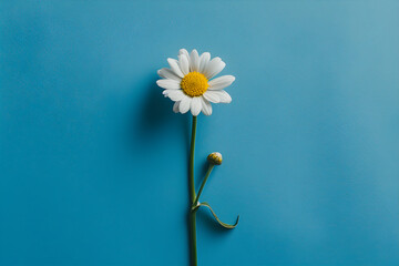 A single camomile laying on the solid blue background. Summer concept.