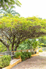 Fototapeta na wymiar árvore Flamboiã, flamboyant