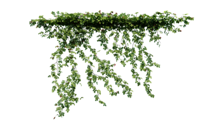 Plant and flower vine green ivy leaves tropic hanging, climbing isolated on transparent background.