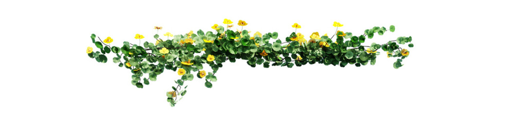 Plant and flower vine green ivy leaves tropic hanging, climbing isolated on transparent background. - Powered by Adobe