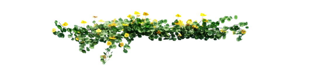  Plant and flower vine green ivy leaves tropic hanging, climbing isolated on transparent background. © Nawaphon