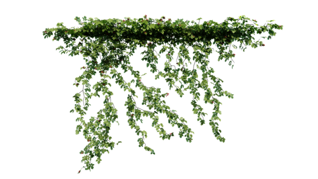 Plant and flower vine green ivy leaves tropic hanging, climbing isolated on transparent background.