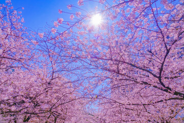 桜の木と青空（目黒川）