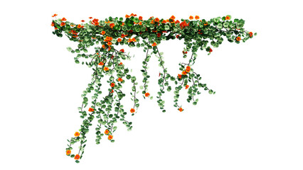 Plant and flower vine green ivy leaves tropic hanging, climbing isolated on transparent background.