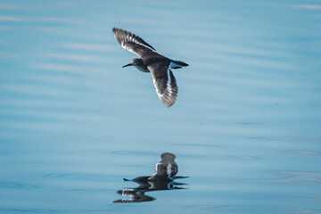 水面を飛んでいるイソシギ