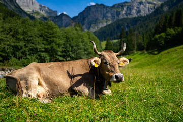Fototapeta na wymiar Cow on lawn. Cow grazing on green meadow. Holstein cow. Eco farming. Cows in a mountain field. Cows on a summer pasture. Idyllic landscape with herd of cow grazing on green field with fresh grass.