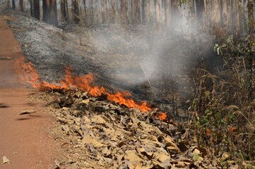 fire and smoke in the forest