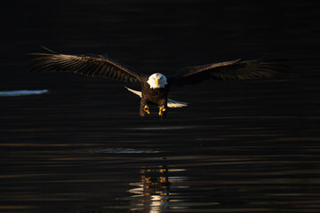 Just eagle in flight with talons spread reaching for a fish.