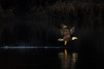 Bald eagle flies off the water with a fish in its talons