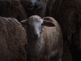 Little sheep surrounded by her flock