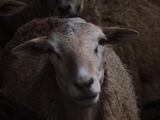 Sheep looking at the camera