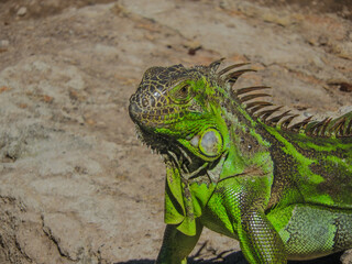 Giant iguana posing in front of the camera