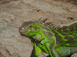 Close-up of the head of a green lizard.