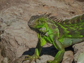 Iguana prostrate on the rocks under a scorching sun.