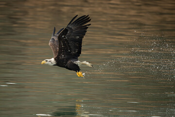 Bald eagle flies off the water with a fish in its talons
