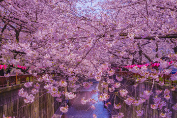 素晴らしい桜の風景（目黒川）