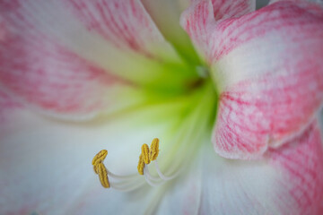 close up of a lily