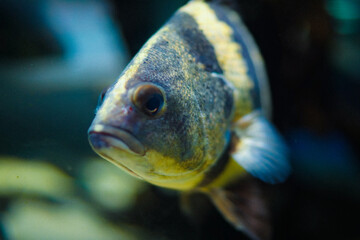 縞模様の熱帯魚