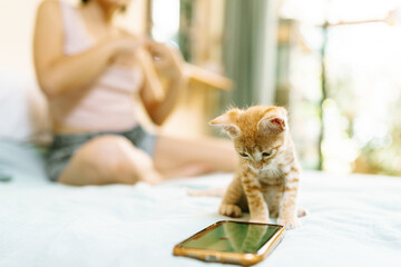 Curious Kitten Exploring a Smartphone While Woman Watches