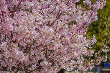 桜満開