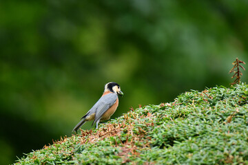 オンコの上で青い実を食べるヤマガラ