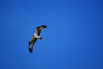 上空のミサゴと青空