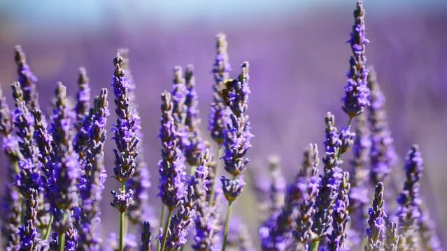 Field with blooming lavender and honey bee on flowers collecting pollen. Provence in France.