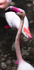 Naklejka premium close up of a pink flamingo