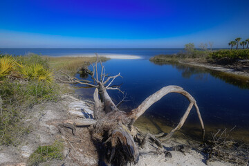 landscape of a fallen tree at St. Joe Bay.  A fallen, deteriorated tree resting beside the still waters of St. Joe Bay, sharing tales of resilience and the passage of time.