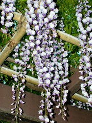 名城公園の藤棚