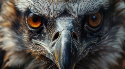 close up of an eagle