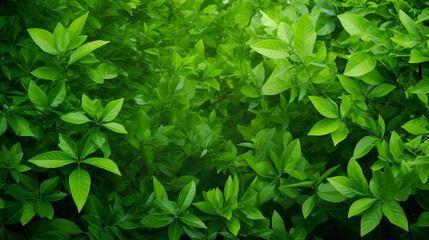 Fototapeta na wymiar Fresh green tree leaves, frame. Natural background.