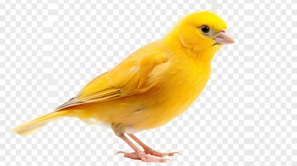Foto op Plexiglas yellow chicken on white background © iuliia