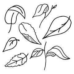 Foliage doodle collection on isolated white background.Hand drawn minimalistic leaves set.Vector.