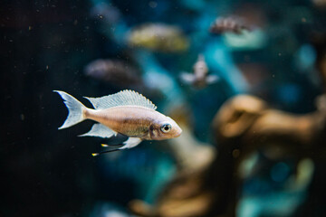 水槽の色鮮やかな魚
