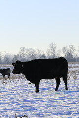 cows in the snow in Kansas