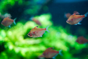 Obraz premium 熱帯魚の群泳