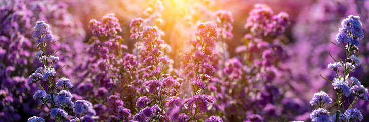 Banner Purple Pastel margaret flower floral blossom blurred background. Pastel violet romance bloom spring season. Magenta petals blossom in garden. Banner violet floral wildflower with copy space - obrazy, fototapety, plakaty