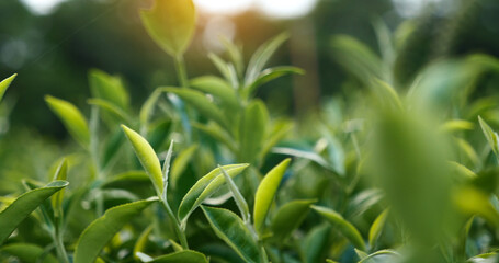 Naklejka premium Green tea tree leaves field Fresh young tender bud herbal in farm on summer morning. Sunlight Green tea tree plant camellia sinensis in organic farm. Close up Tree tea plant green nature in morning
