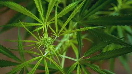 Green weed Marijuana tree cannabis plant narcotic herbal in CBC greenhouse. Hemp leaf made cannabis crude oil medicine farm. CBC, THC herb agriculture Weed leaf Drug. Medicine sustainability concept