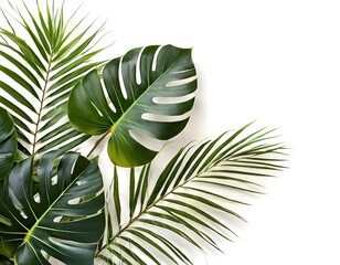 Beautiful green palm and monstera leaves with copy space on white background. Natural floral