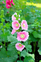 Fototapeta premium Hollyhock flower blooming in the park