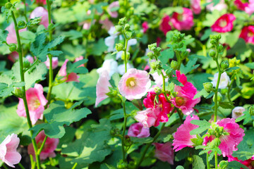 Hollyhock flower blooming in the park
