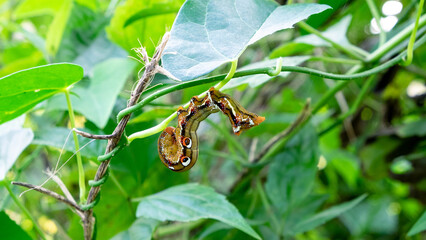 A unique caterpillar hanging on the leaves