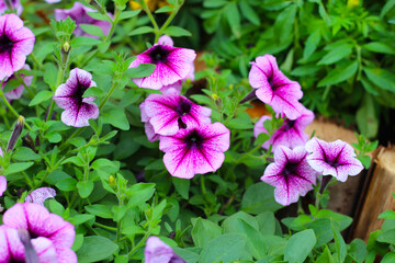 Supertunia flowers blooming in the garden