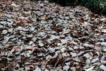 Fallen leaves for made into compost